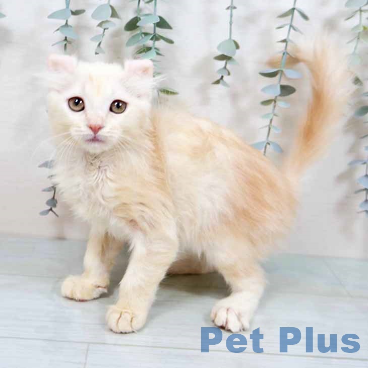 アメリカンカール