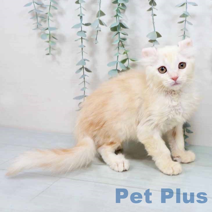 アメリカンカール