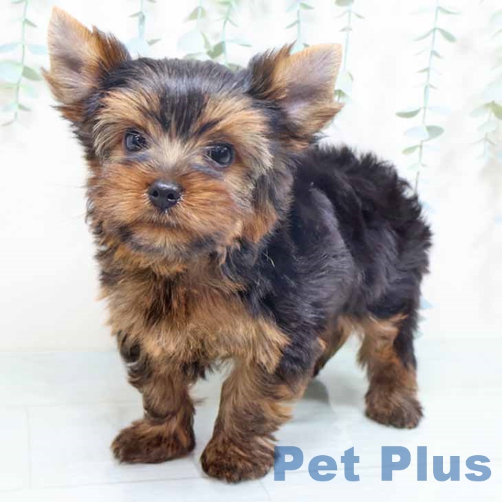 ヨークシャー・テリア