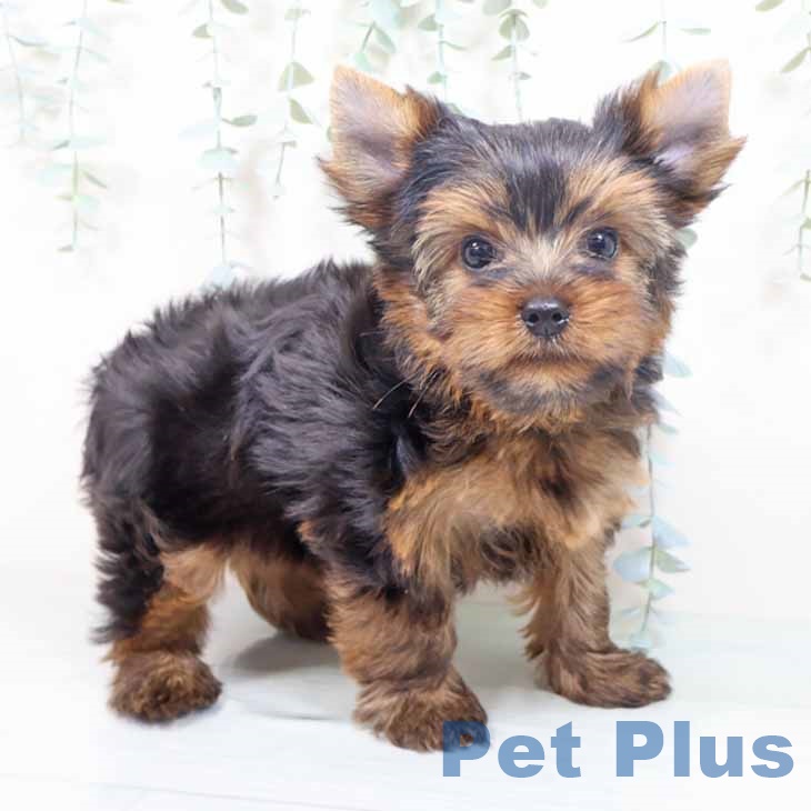 ヨークシャー・テリアの写真2