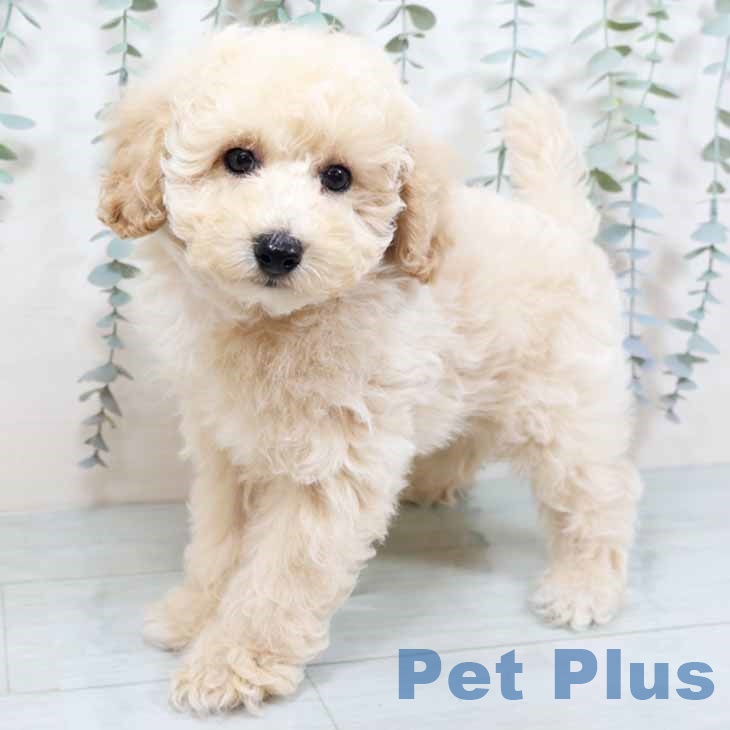 トイ・プードル