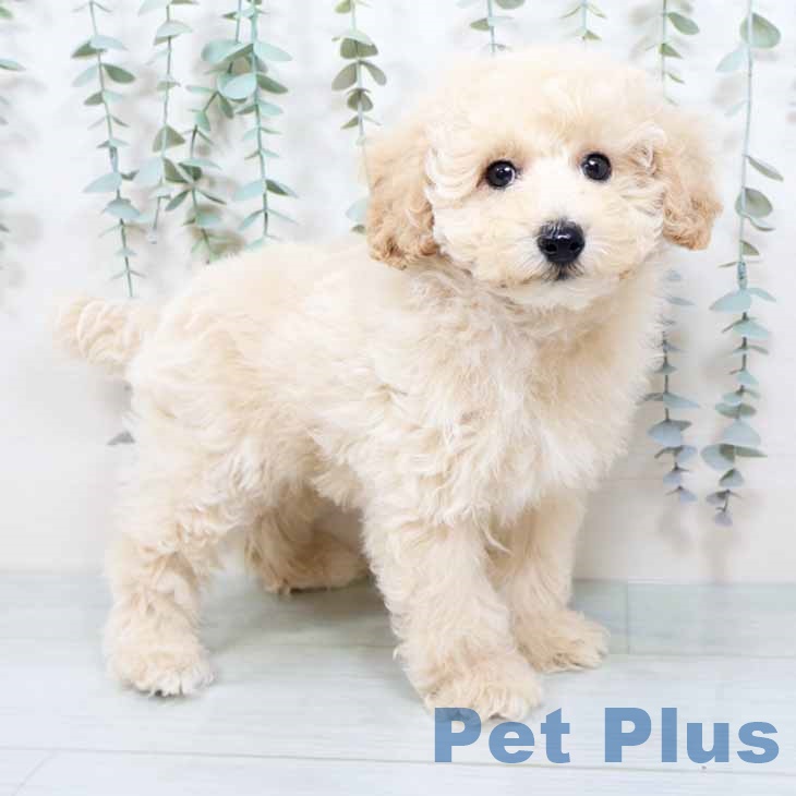 トイ・プードル