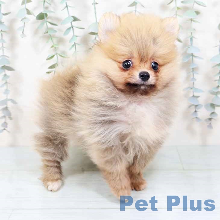 ポメラニアンの写真2