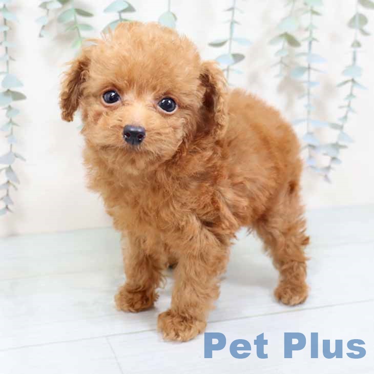 トイ・プードル