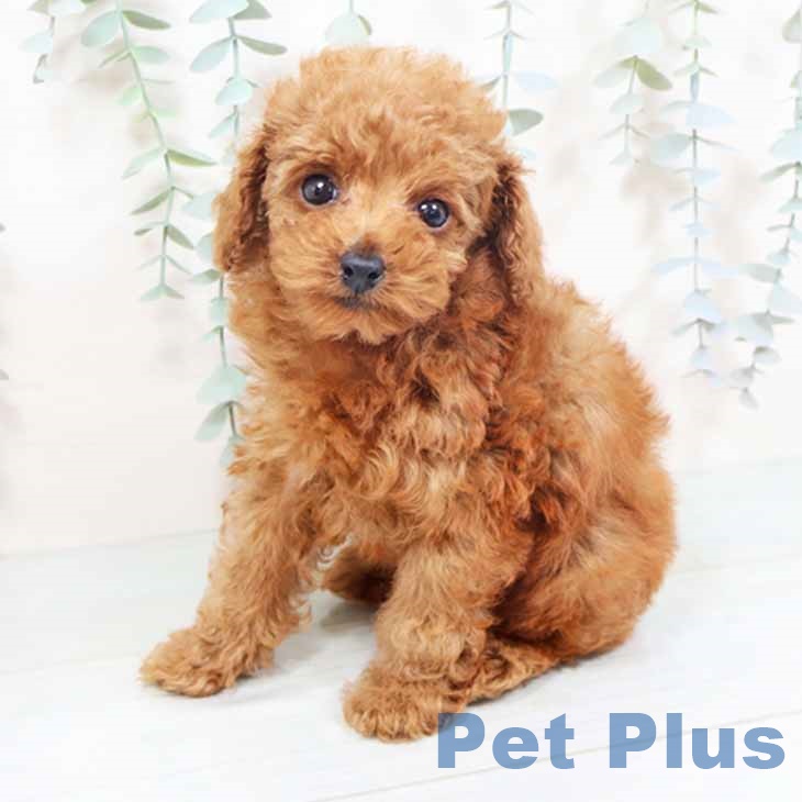 トイ・プードル