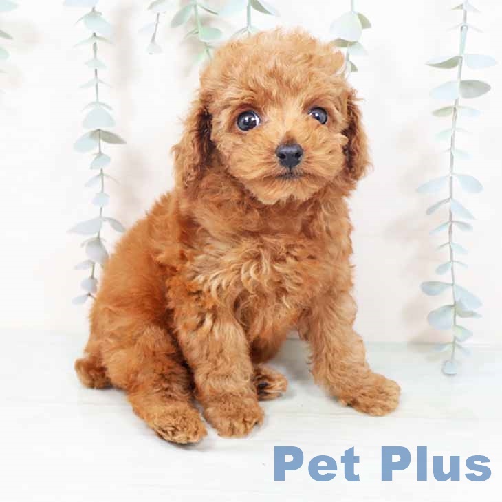 トイ・プードルの写真2