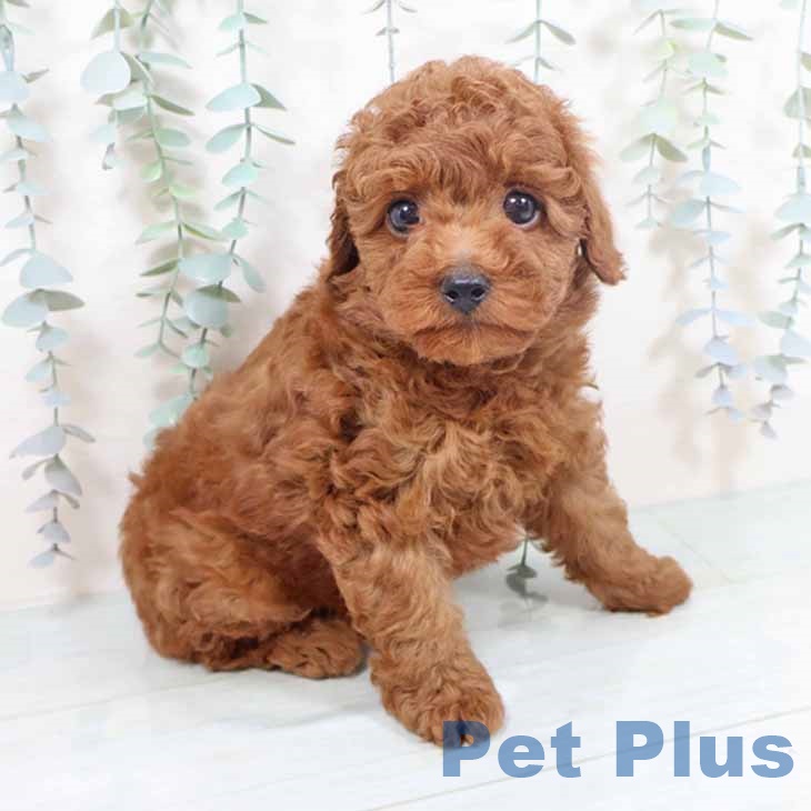 トイ・プードル