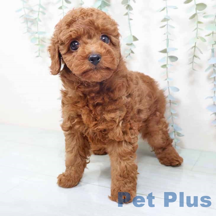 トイ・プードル