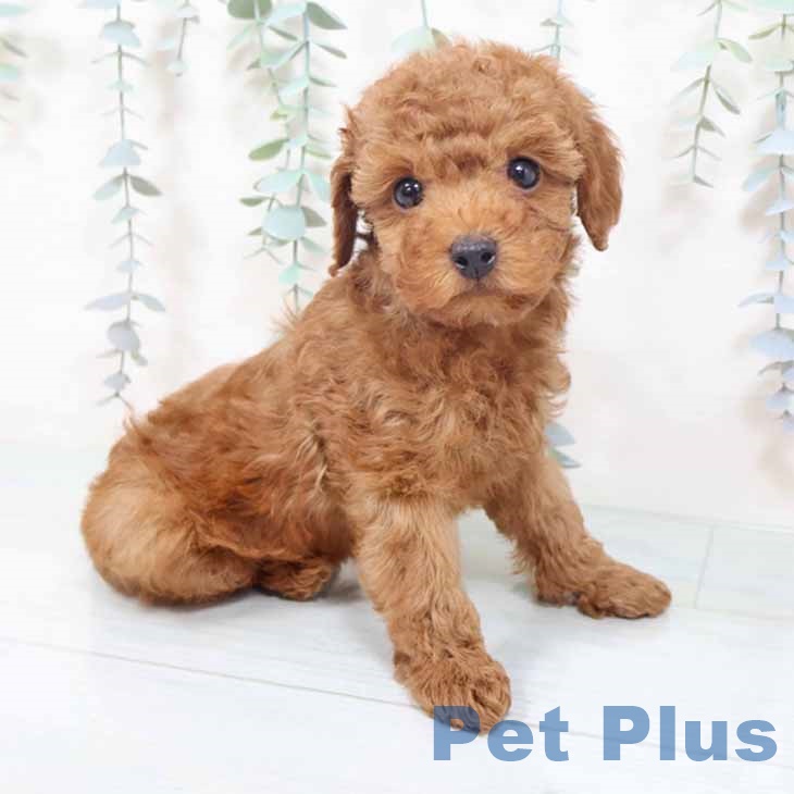 トイ・プードル