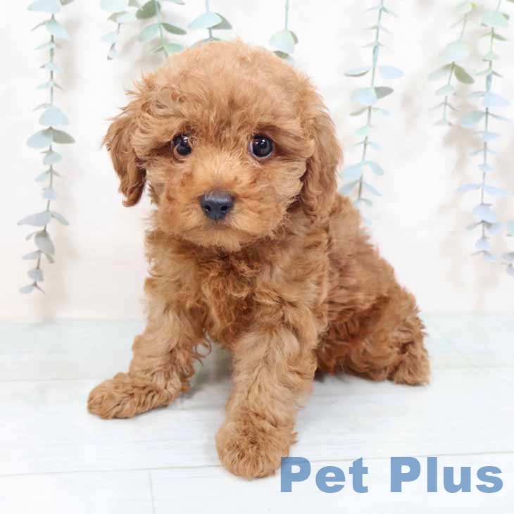 トイ・プードル