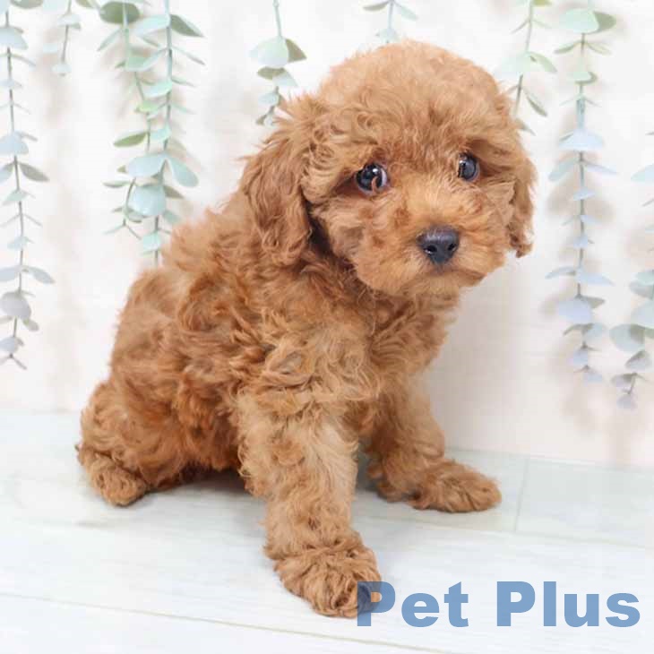 トイ・プードル