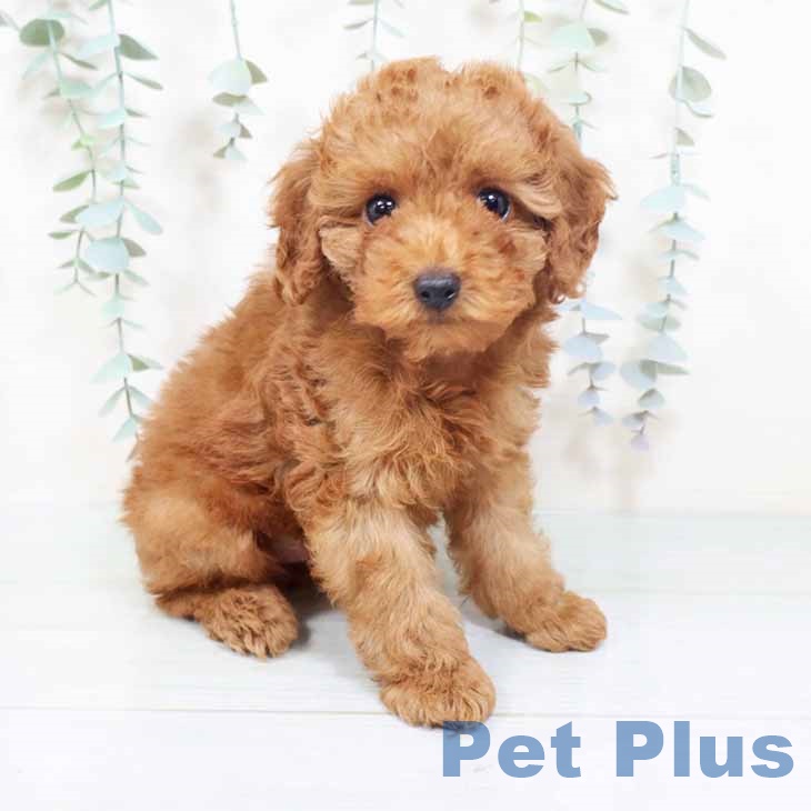 トイ・プードル