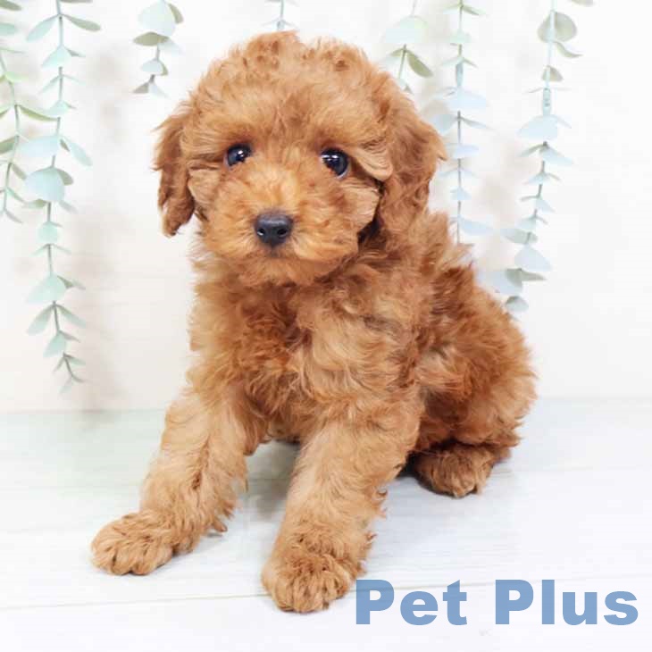 トイ・プードルの写真2