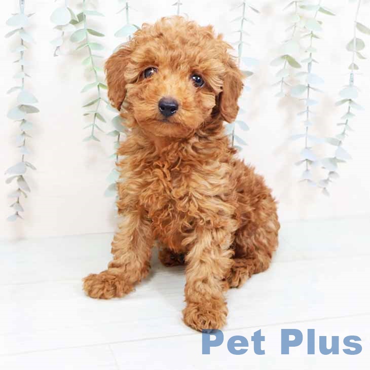 トイ・プードル