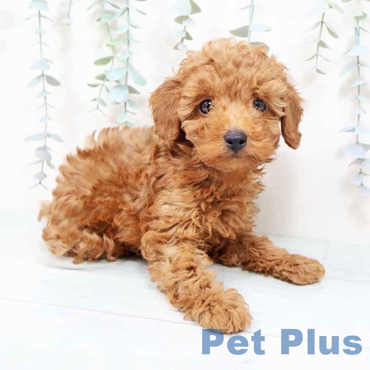 トイ・プードルの写真2