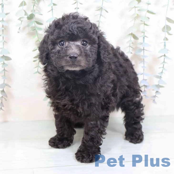 トイ・プードル