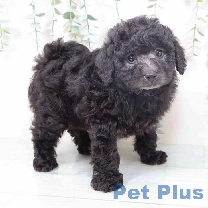 トイ・プードル