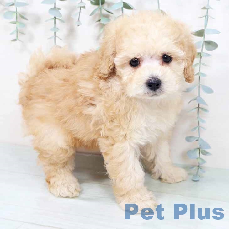 トイ・プードル