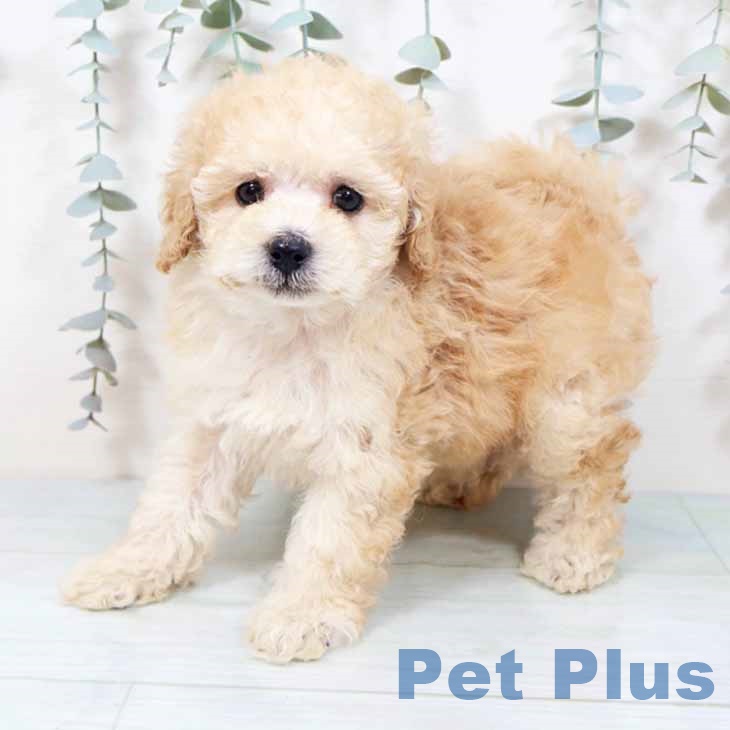 トイ・プードルの写真2