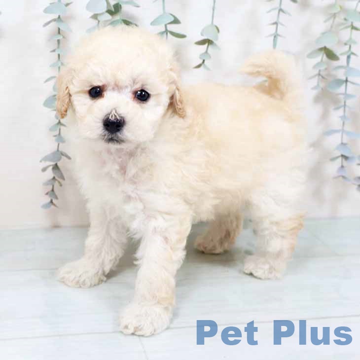 トイ・プードル