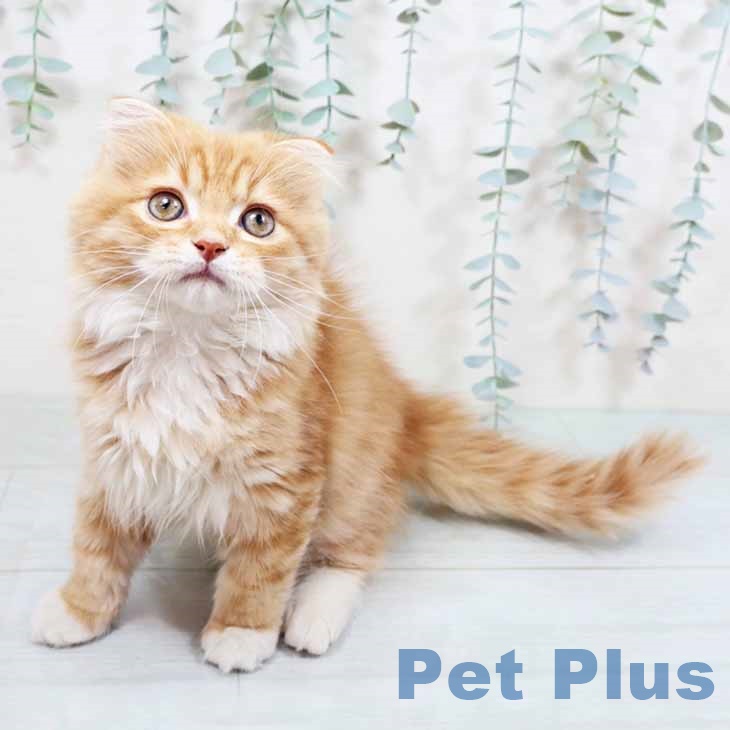 スコティッシュフォールド