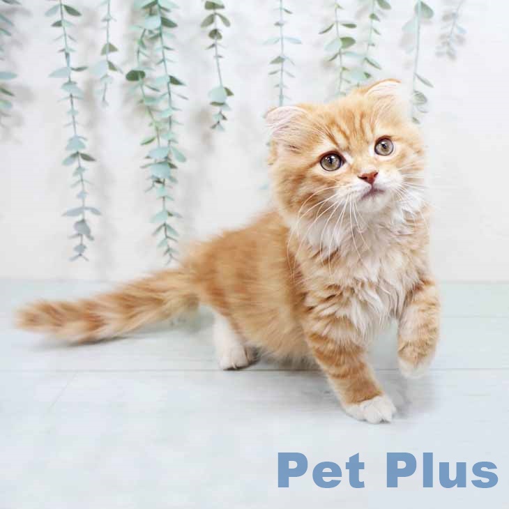 スコティッシュフォールドの写真2