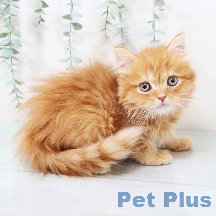 スコティッシュフォールド