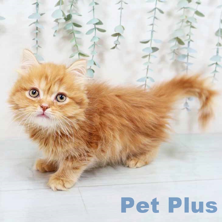 スコティッシュフォールド