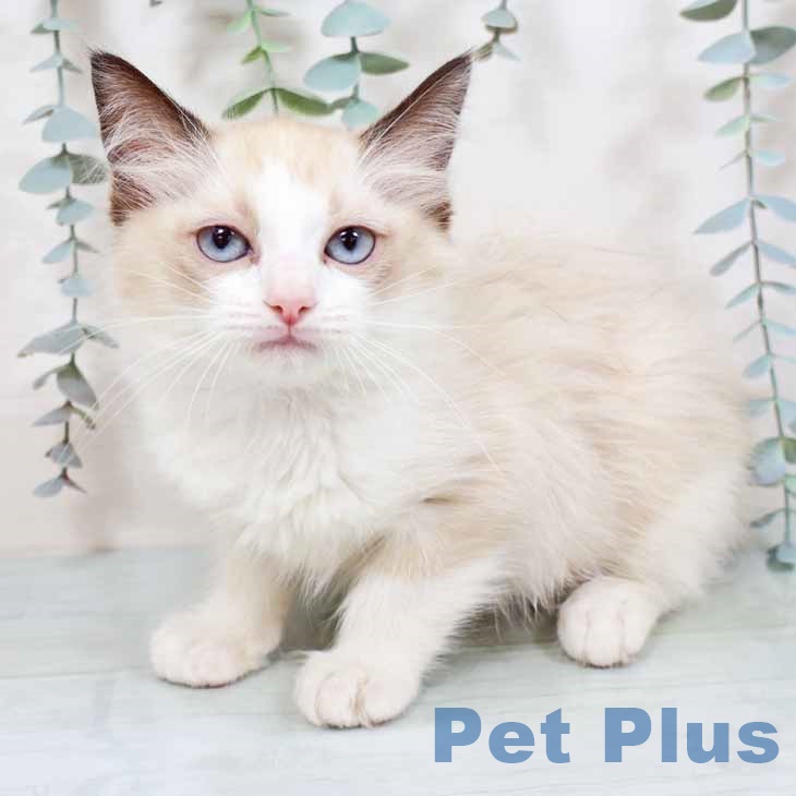 ラグドールの写真2