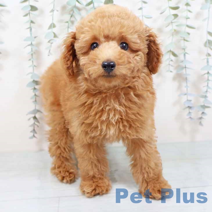 トイ・プードル