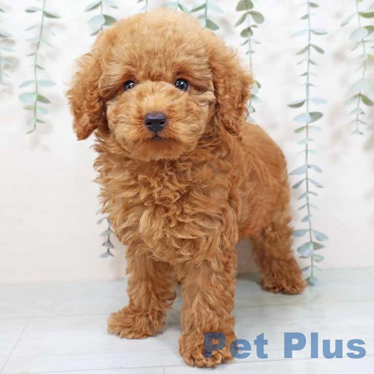 トイ・プードル