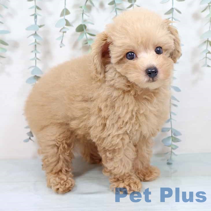 トイ・プードルの写真2