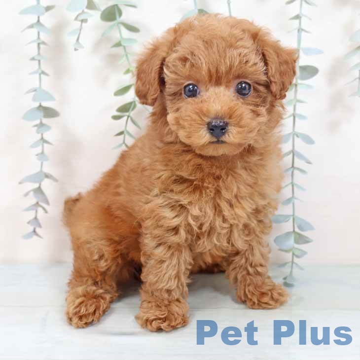 トイ・プードル