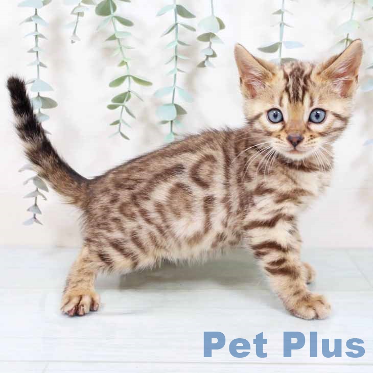 ベンガルの写真2