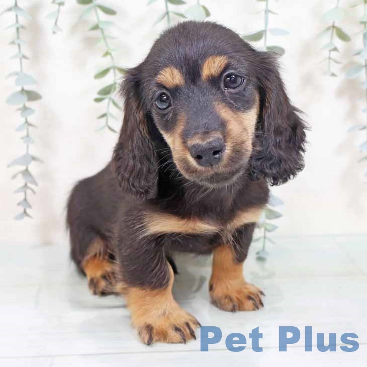 ミニチュア・ダックスフンド