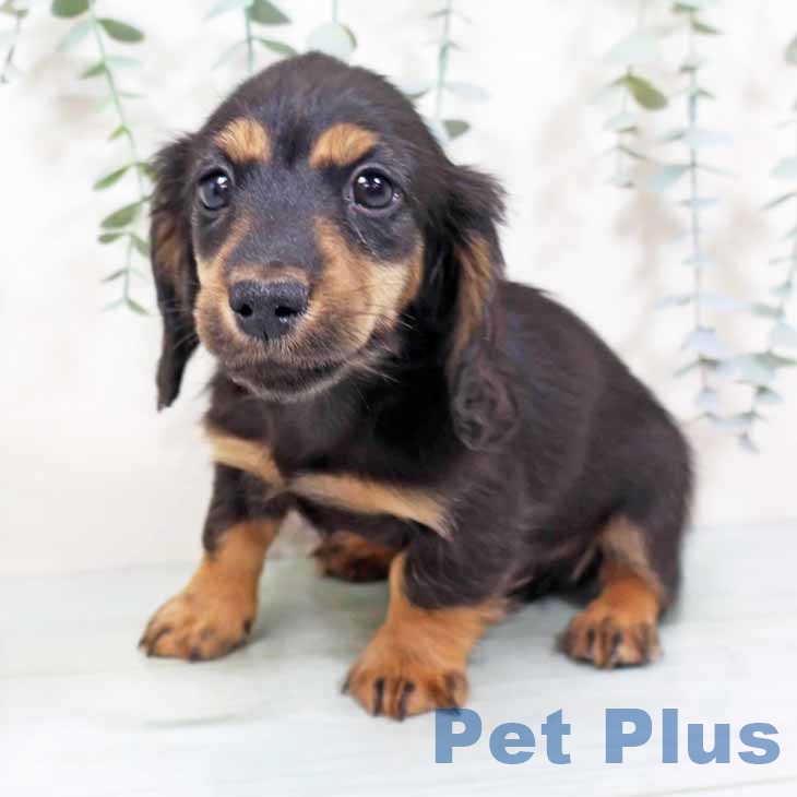 ミニチュア・ダックスフンドの写真2