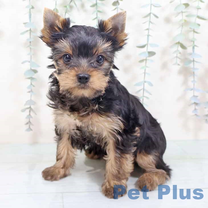 ヨークシャー・テリア