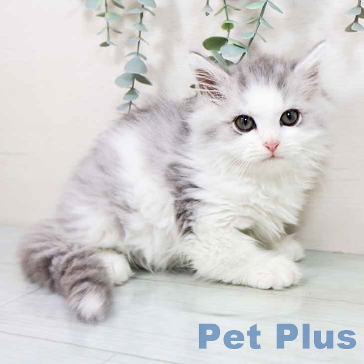 ミヌエットの写真2