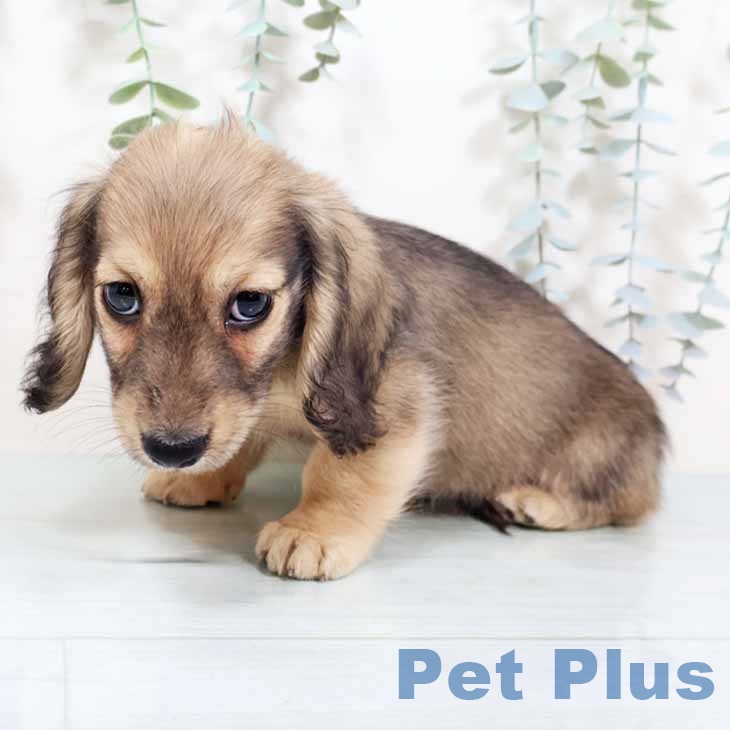 ミニチュア・ダックスフンドの写真2