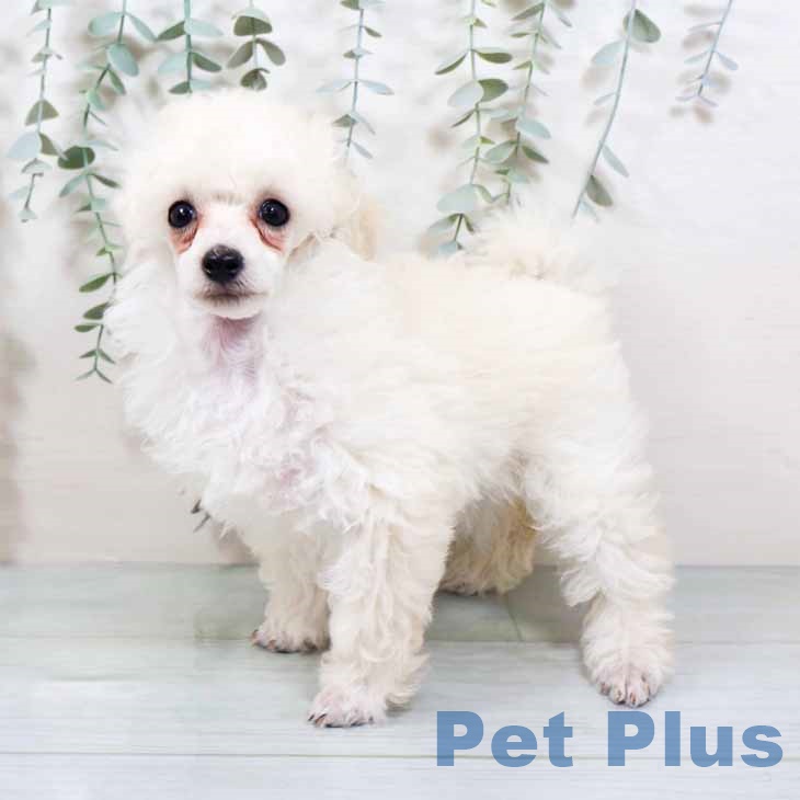 トイ・プードル