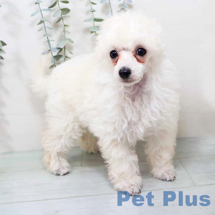 トイ・プードルの写真2
