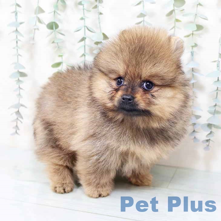 ポメラニアンの写真2