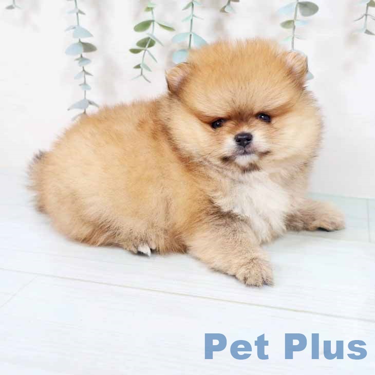 ポメラニアンの写真2