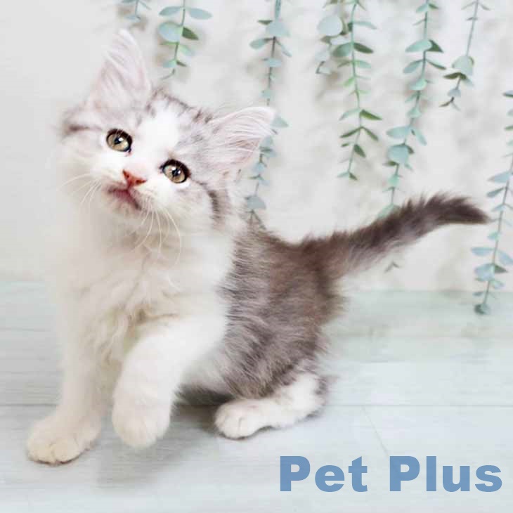 ラガマフィンの写真2