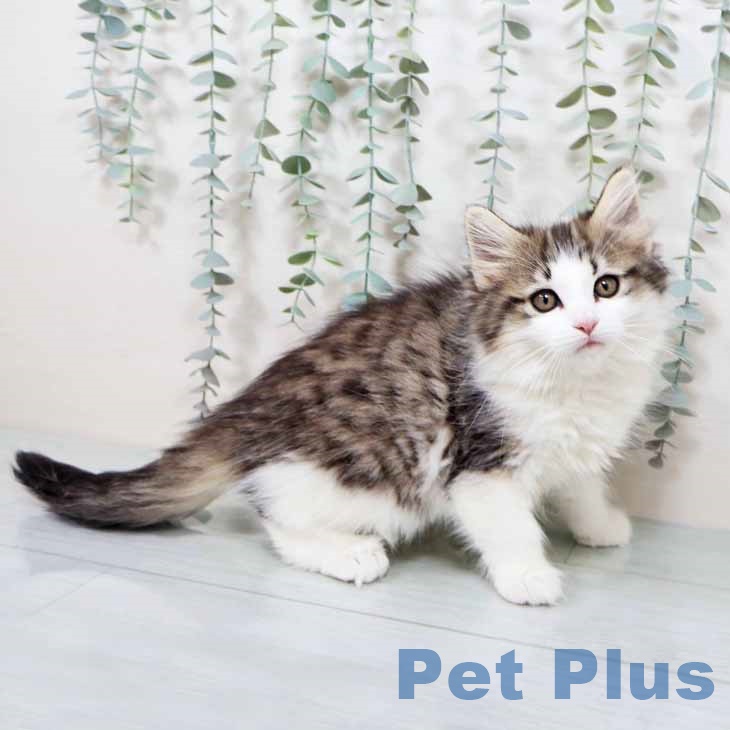 ノルウェージャンフォレストキャット