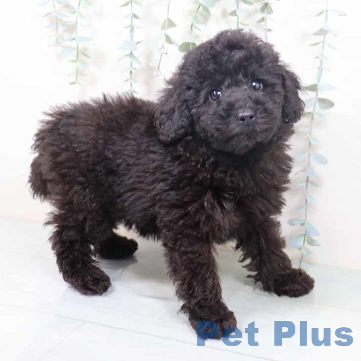 トイ・プードル