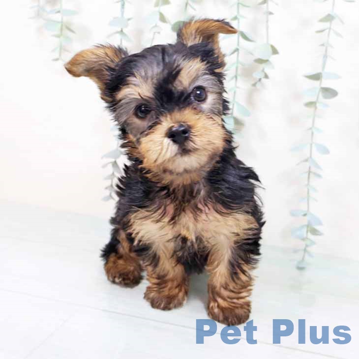 ヨークシャー・テリア