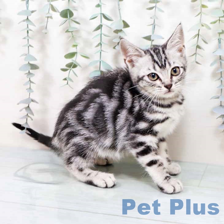 アメリカンショートヘア