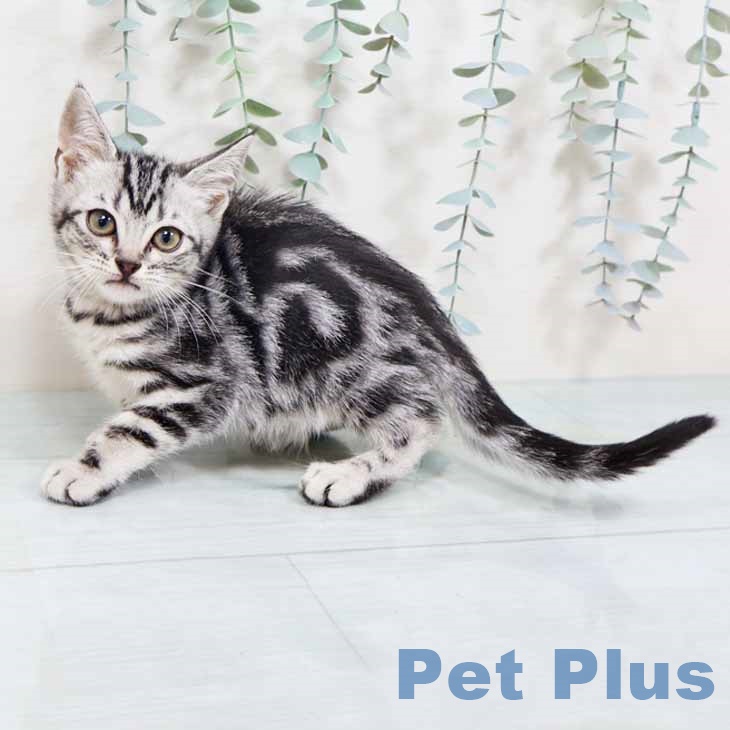 アメリカンショートヘアの写真2