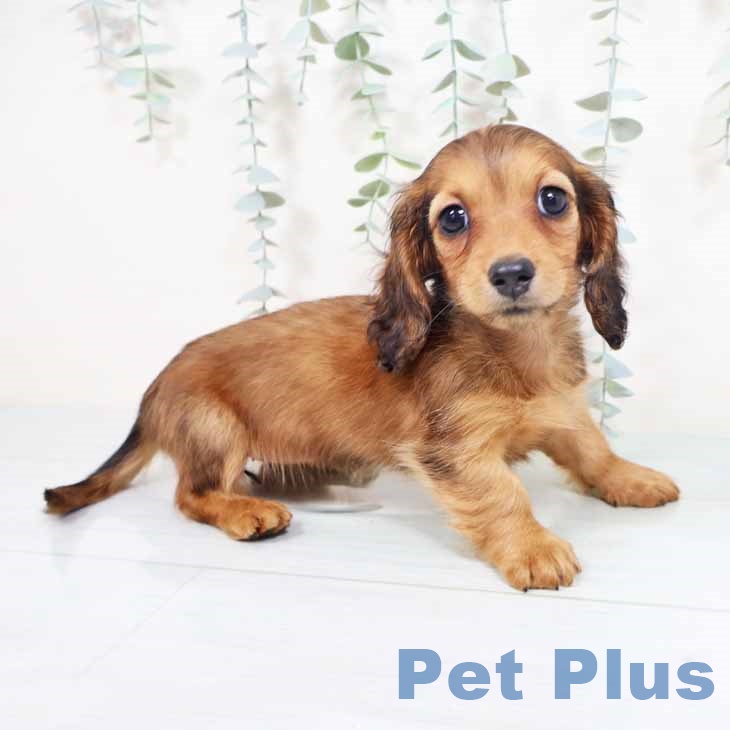 ミニチュア・ダックスフンド